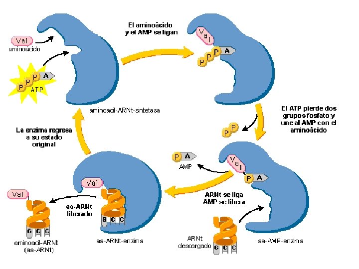 http: //www. maph 49. galeon. com/sinte/ch arge. gif 