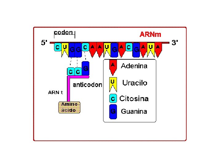 http: //payala. mayo. uson. mx/QOnline/codan tic. gif 