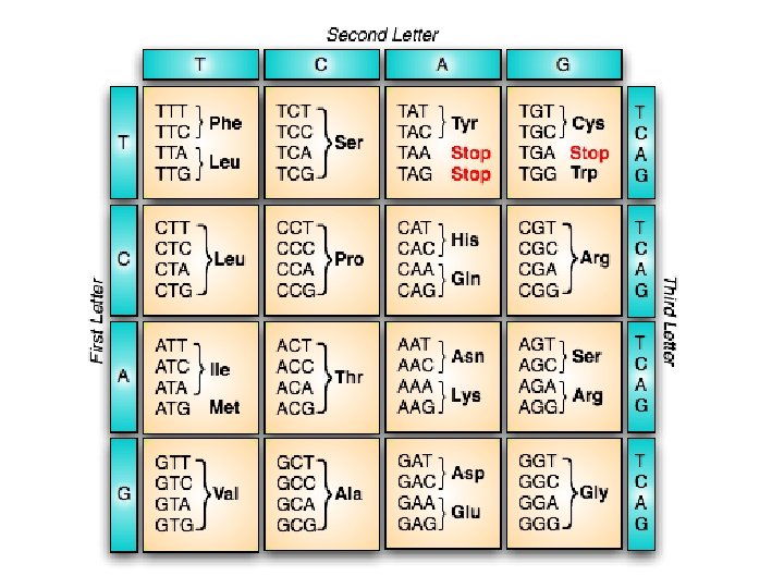 http: //withfriendship. com/images/b/9378/G enetic-code-image. jpg 