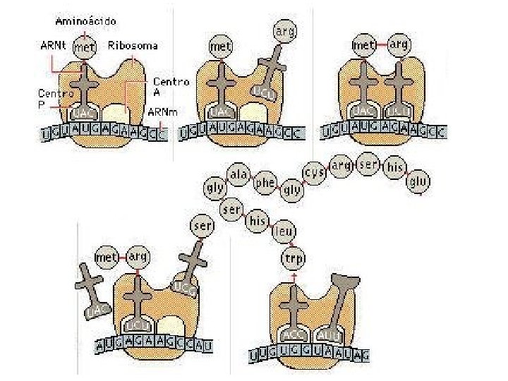 http: //soko. com. ar/imagenes/Biologia/sint_ prot/sint_prot_02. jpg 