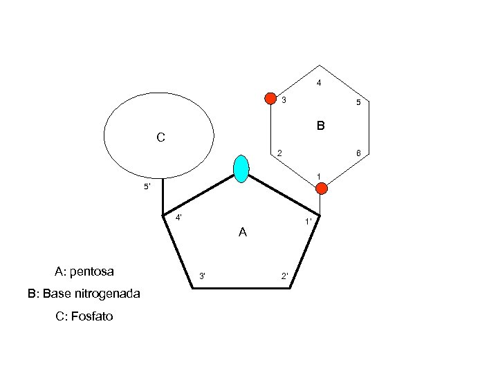 4 3 5 B C 2 6 1 5’ 4’ 1’ A A: pentosa