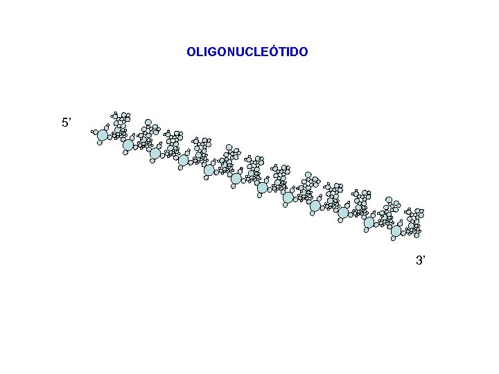 OLIGONUCLEÓTIDO 5’ 3’ 