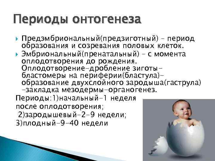 Какие стадии эмбрионального развития указаны на рисунке под цифрами 1 6 ответ занесите в таблицу