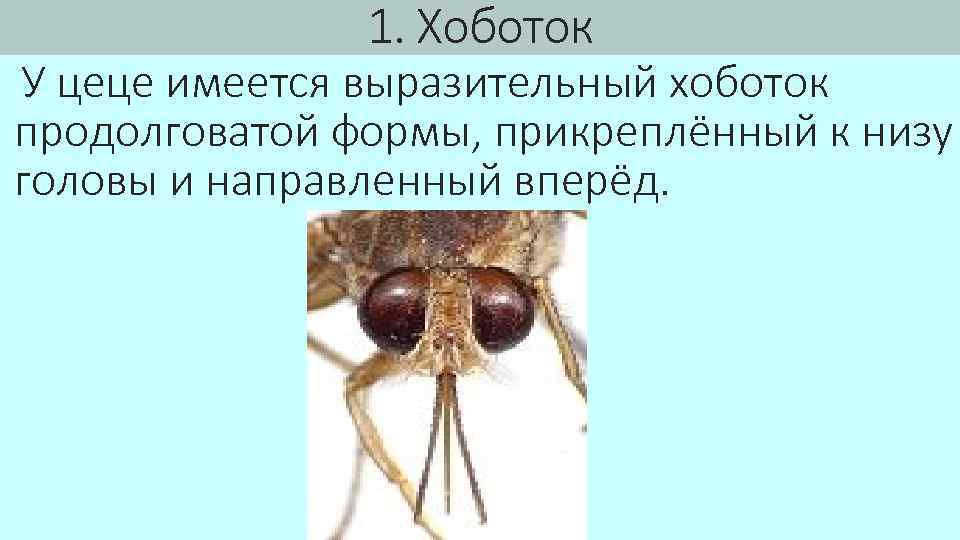 1. Хоботок У цеце имеется выразительный хоботок продолговатой формы, прикреплённый к низу головы и