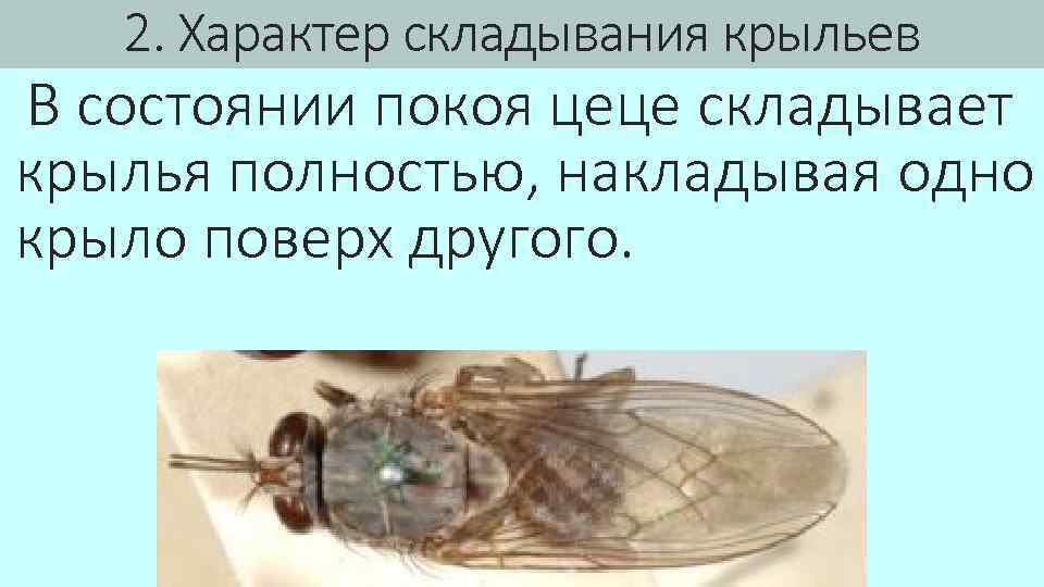 2. Характер складывания крыльев В состоянии покоя цеце складывает крылья полностью, накладывая одно крыло