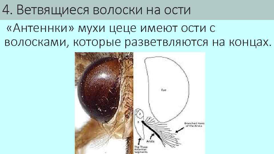 4. Ветвящиеся волоски на ости «Антеннки» мухи цеце имеют ости с волосками, которые разветвляются