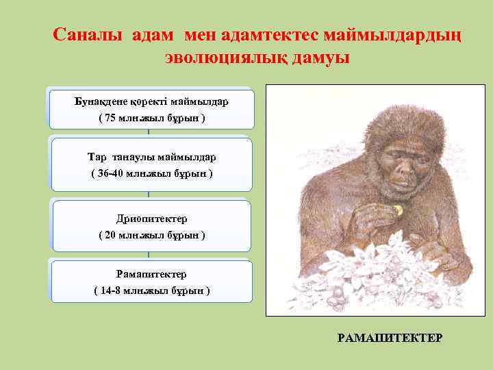 Саналы адам мен адамтектес маймылдардың эволюциялық дамуы Бунақдене қоректі маймылдар ( 75 млн. жыл