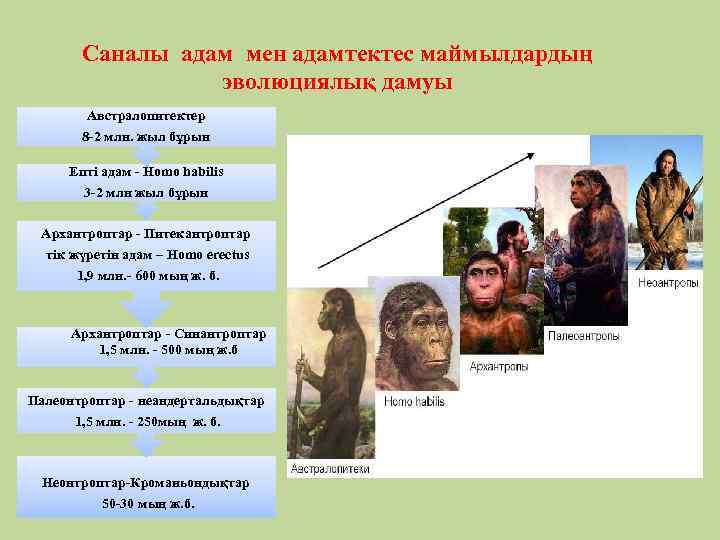 Саналы адам мен адамтектес маймылдардың эволюциялық дамуы Австралопитектер 8 -2 млн. жыл бұрын Епті