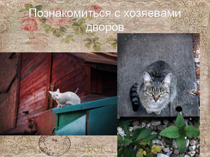 Познакомиться с хозяевами дворов 