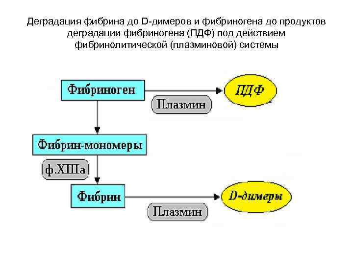 Фибриноген и д димер. Схема образования д димера. Фибринолиз продукты деградации фибрина. Деградация фибрина схема. Продукты деградации фибрина и фибриногена.