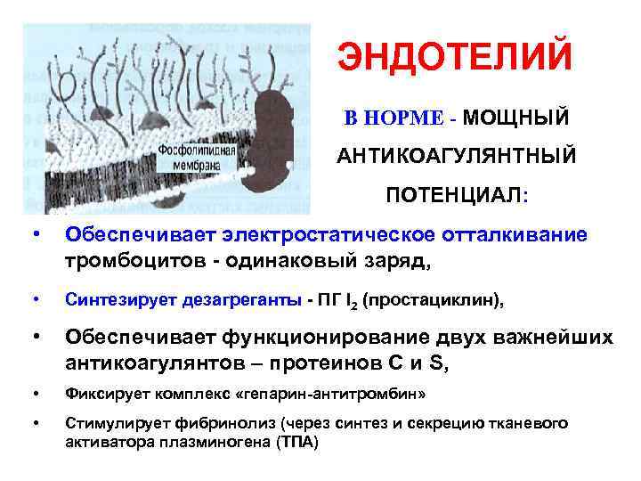 ЭНДОТЕЛИЙ В НОРМЕ - МОЩНЫЙ АНТИКОАГУЛЯНТНЫЙ ПОТЕНЦИАЛ: • Обеспечивает электростатическое отталкивание тромбоцитов - одинаковый