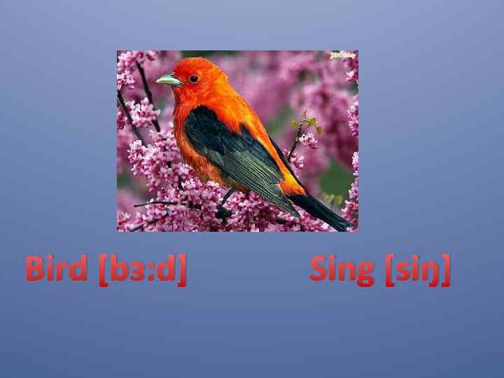 Bird [bᴈ: d] Sing [siŋ] 