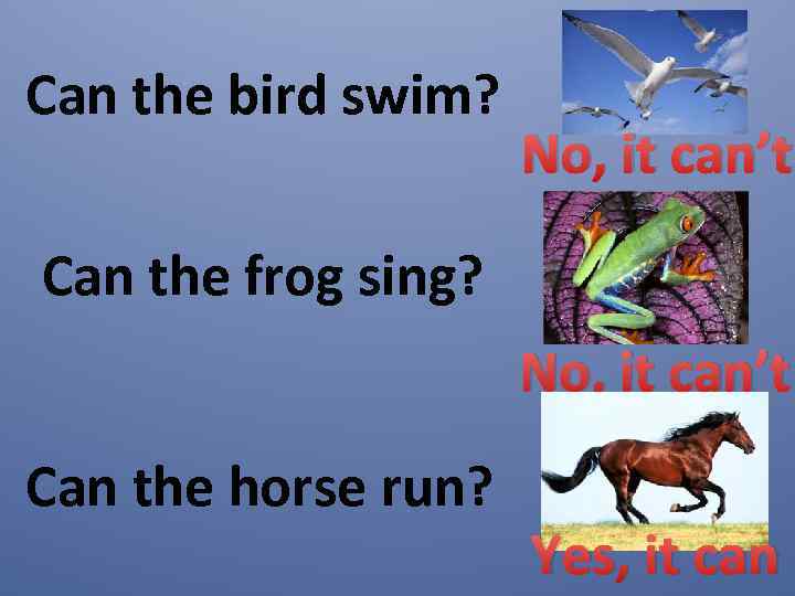 Can the bird swim? No, it can’t Can the frog sing? No, it can’t