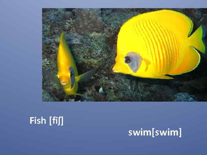 Fish [fiʃ] swim[swim] 