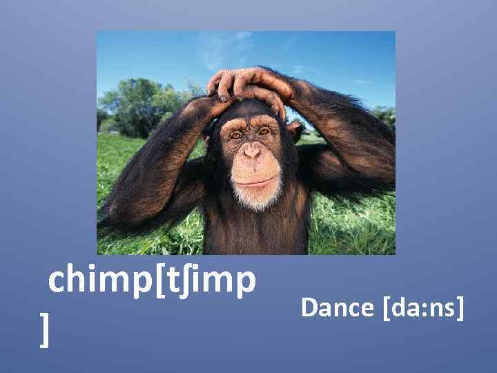 chimp[tʃimp ] Dance [da: ns] 