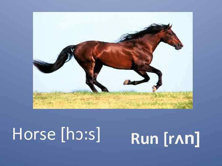 Horse [hɔ: s] Run [rᴧn] 