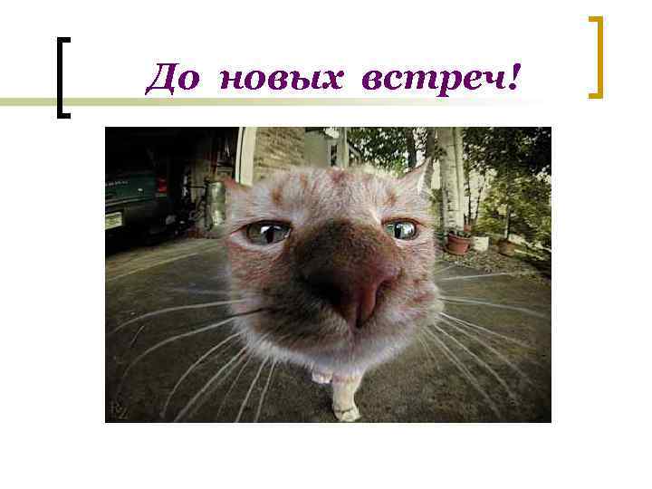 До новых встреч! 