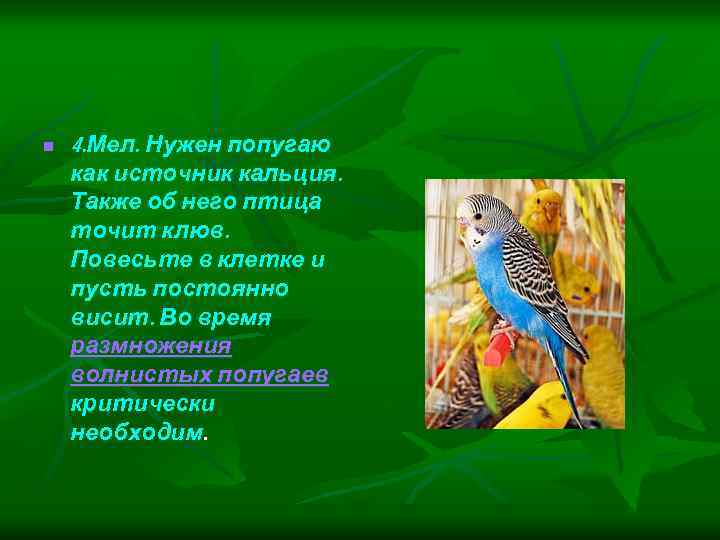 n 4. Мел. Нужен попугаю как источник кальция. Также об него птица точит клюв.