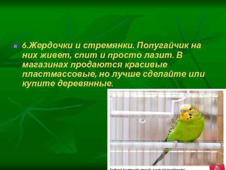 n 6. Жердочки и стремянки. Попугайчик на них живет, спит и просто лазит. В