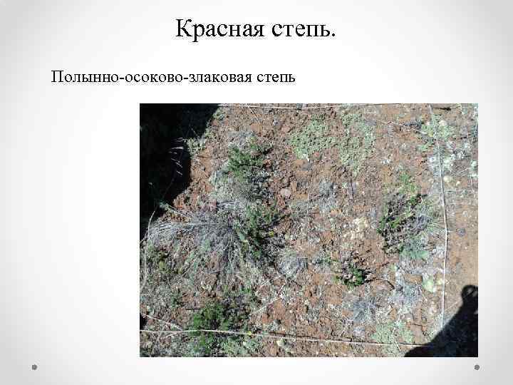 Красная степь. Полынно-осоково-злаковая степь 