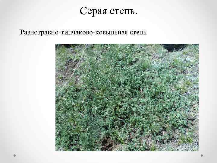 Серая степь. Разнотравно-типчаково-ковыльная степь 