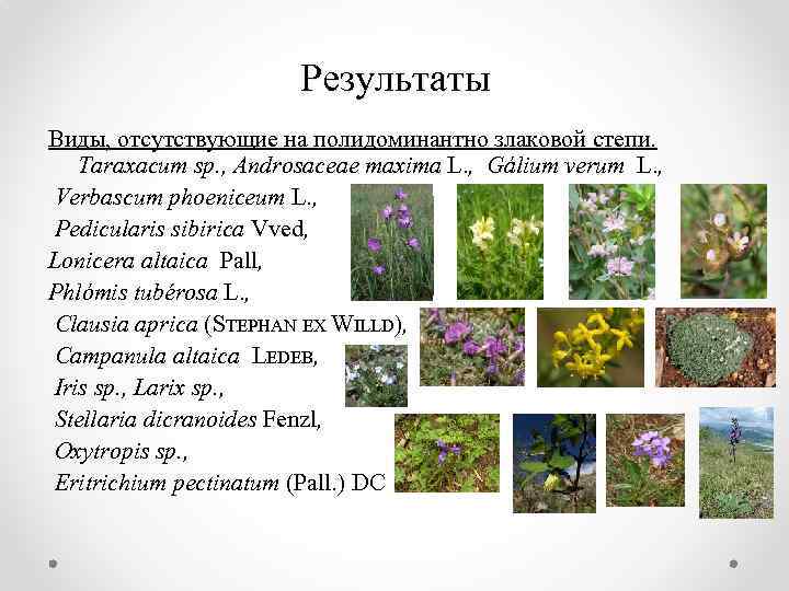 Результаты Виды, отсутствующие на полидоминантно злаковой степи. Taraxacum sp. , Androsaceae maxima L. ,