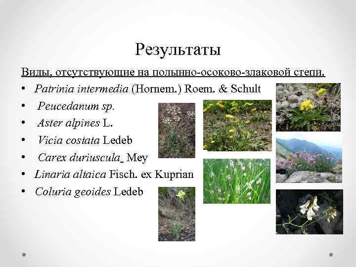 Результаты Виды, отсутствующие на полынно-осоково-злаковой степи. • Patrinia intermedia (Hornem. ) Roem. & Schult