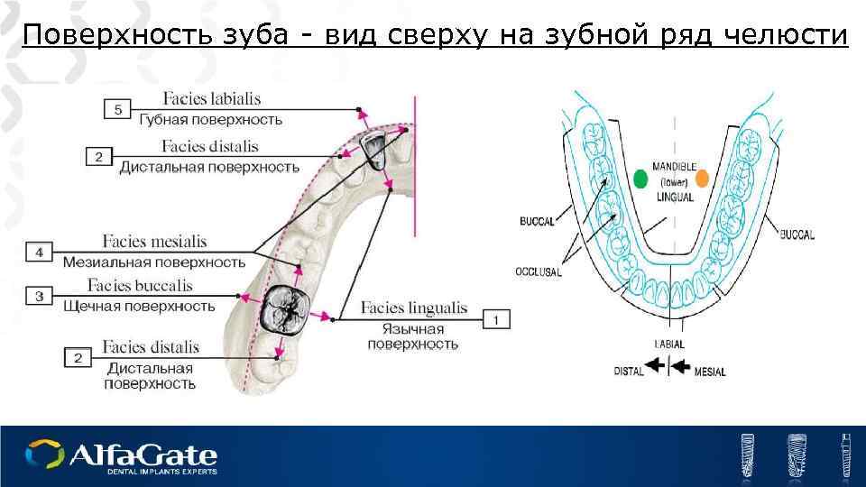 Поверхности зуба