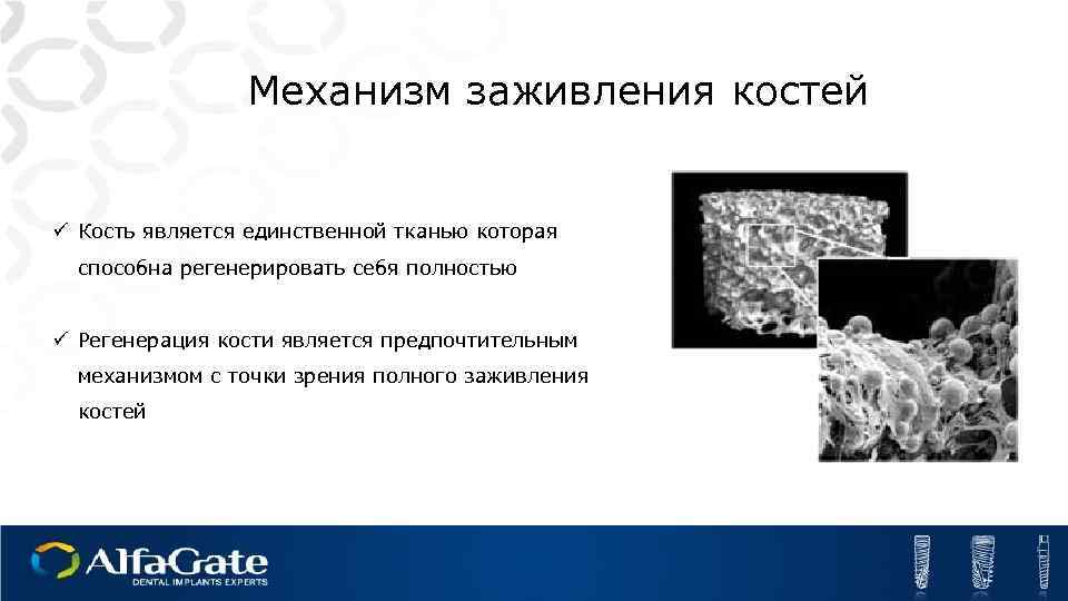 Регенерация костной ткани травматология презентация