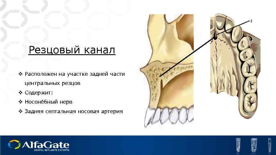 Резцовый канал v Расположен на участке задней части центральных резцов v Содержит: v Носонёбный