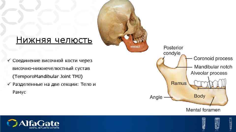 Нижняя челюсть ü Соединение височной кости через височно-нижнечелюстный сустав (Temporo. Mandibular Joint TMJ) ü