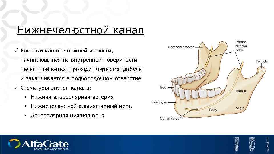 Нижний край нижней челюсти. Функции кости нижней челюсти. Нижнечелюстной валик нижней челюсти анатомия. Топография канал нижней челюсти анатомия. Зубные альвеолы нижней челюсти анатомия.