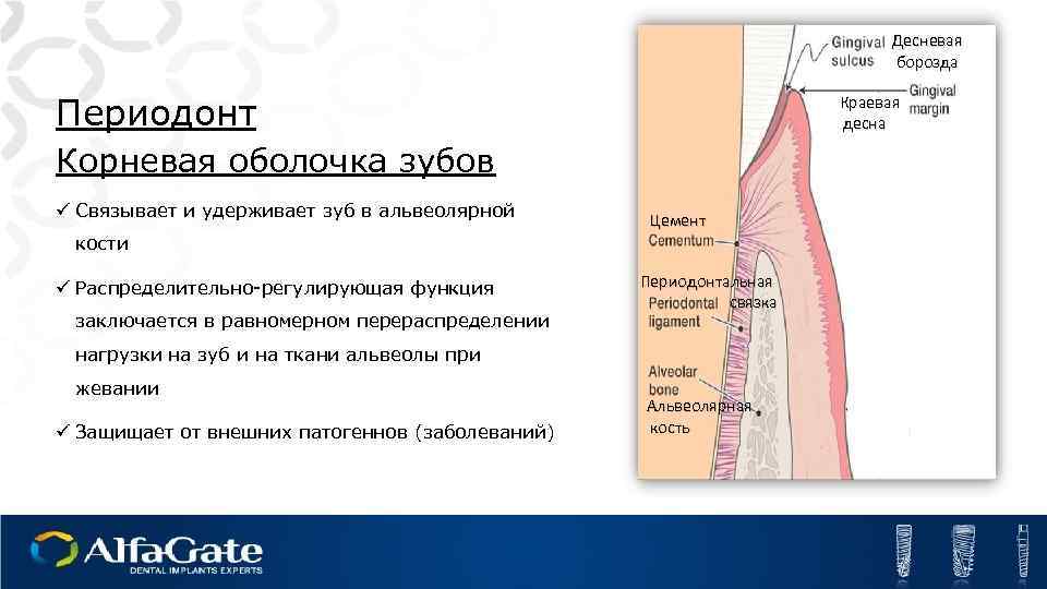 Десневaя борозда Периодонт Краевая десна Корневая оболочка зубов ü Связывает и удерживает зуб в