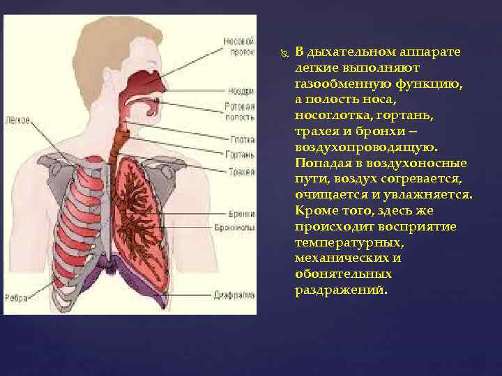  В дыхательном аппарате легкие выполняют газообменную функцию, а полость носа, носоглотка, гортань, трахея