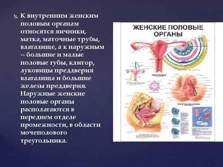  К внутренним женским половым органам относятся яичники, матка, маточные трубы, влагалище, а к