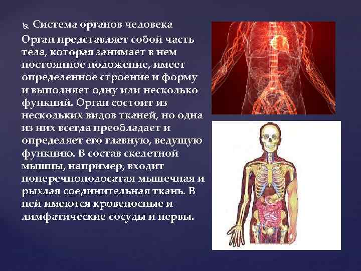 Система органов человека Орган представляет собой часть тела, которая занимает в нем постоянное положение,