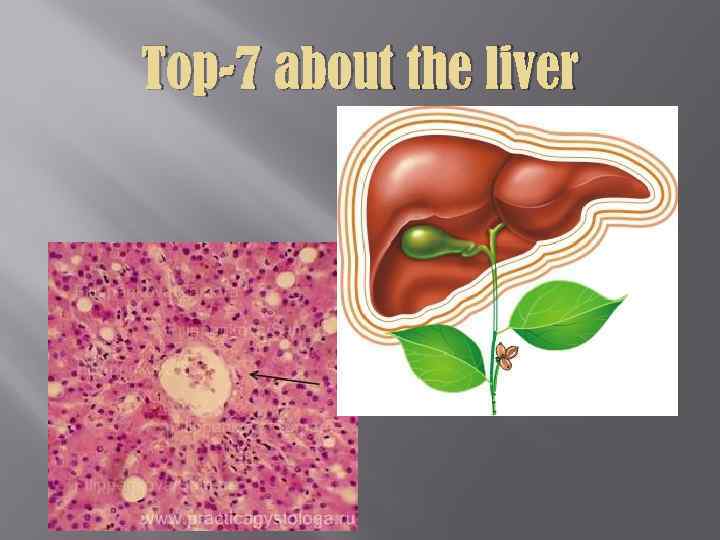 Top-7 about the liver 