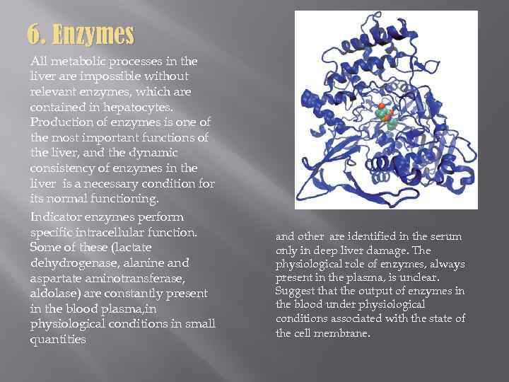 6. Enzymes All metabolic processes in the liver are impossible without relevant enzymes, which