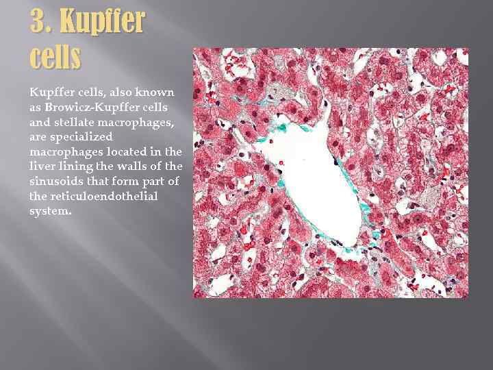 3. Kupffer cells, also known as Browicz-Kupffer cells and stellate macrophages, are specialized macrophages