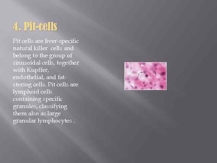 4. Pit-cells Pit cells are liver-specific natural killer cells and belong to the group