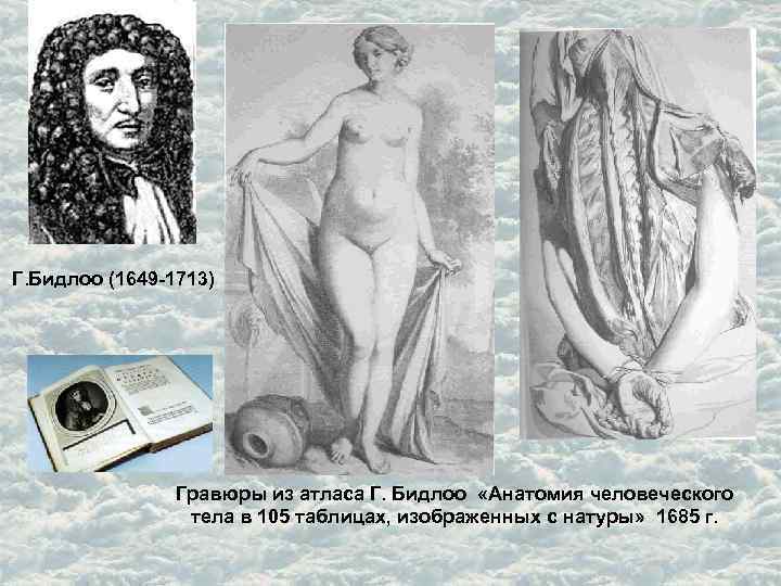 Г. Бидлоо (1649 -1713) Гравюры из атласа Г. Бидлоо «Анатомия человеческого тела в 105