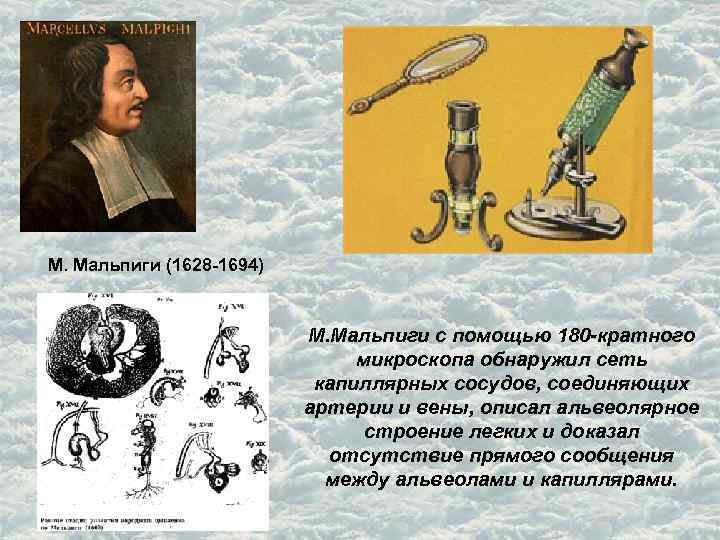 М. Мальпиги (1628 -1694) М. Мальпиги с помощью 180 -кратного микроскопа обнаружил сеть капиллярных