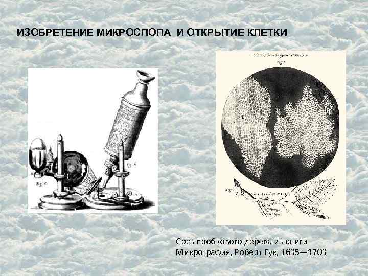 ИЗОБРЕТЕНИЕ МИКРОСПОПА И ОТКРЫТИЕ КЛЕТКИ Срез пробкового дерева из книги Микрография, Роберт Гук, 1635—