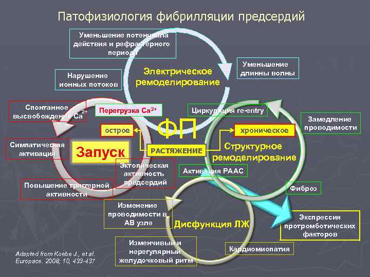 Патофизиология фибрилляции предсердий Уменьшение потенциала действия и рефрактерного периода Электрическое ремоделирование Нарушение ионных потоков