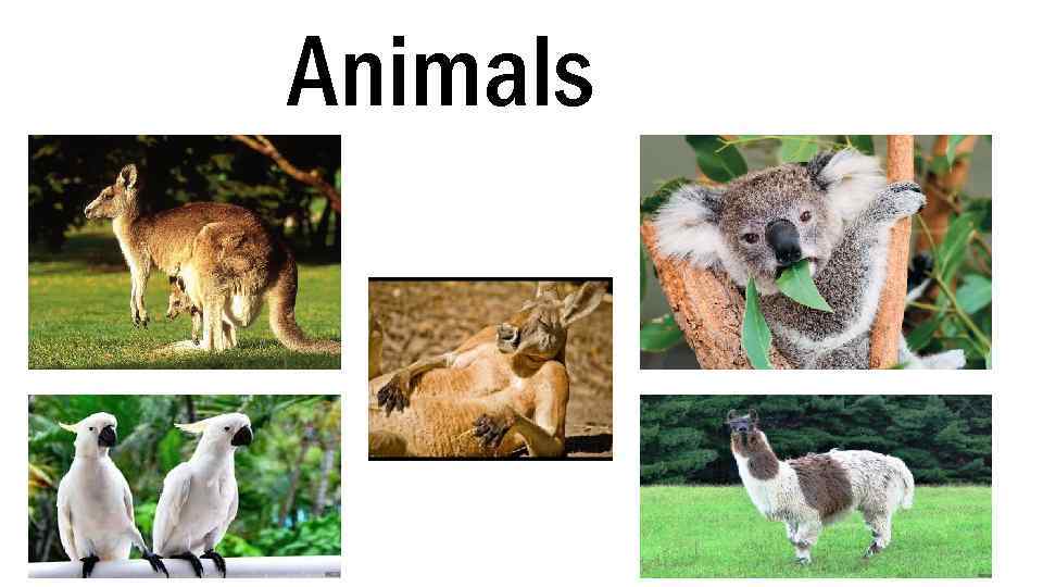 Animals 