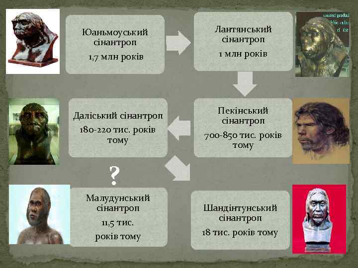 Юаньмоуський сінантроп 1, 7 млн років Даліський сінантроп 180 -220 тис. років тому Лантянський