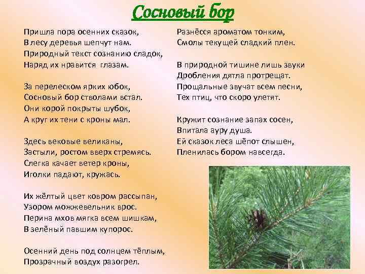 Сосновый бор Пришла пора осенних сказок, В лесу деревья шепчут нам. Природный текст сознанию