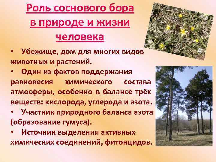 Значение хвойных в природе. Роль сосны в жизни человека. Роль сосны в природе. Роль сосны в природе и жизни человека. Значение соснового леса.