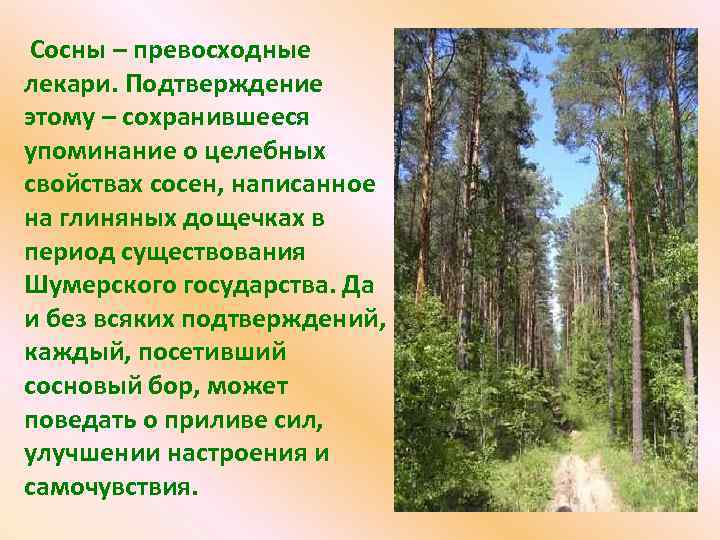  Сосны – превосходные лекари. Подтверждение этому – сохранившееся упоминание о целебных свойствах сосен,