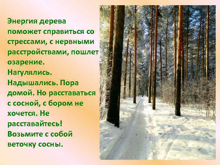 Энергия дерева поможет справиться со стрессами, с нервными расстройствами, пошлет озарение. Нагулялись. Надышались. Пора